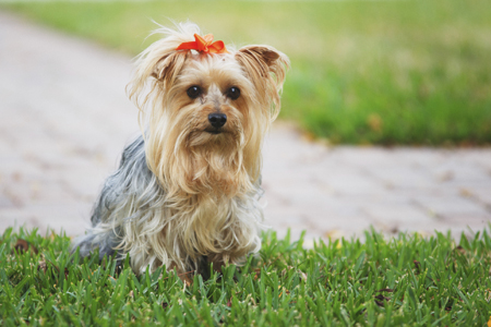 Tiny Yorkie Hank's looking for an owner with a big heart – Orange County  Register