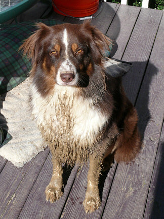 australian shepherd digging