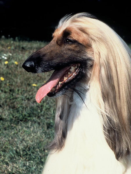 fluffy dog with long ears