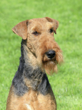 Airedale Terrier - Dog breeds with beards