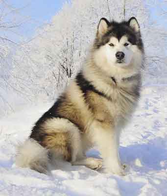 best dog breed for hot and cold weather