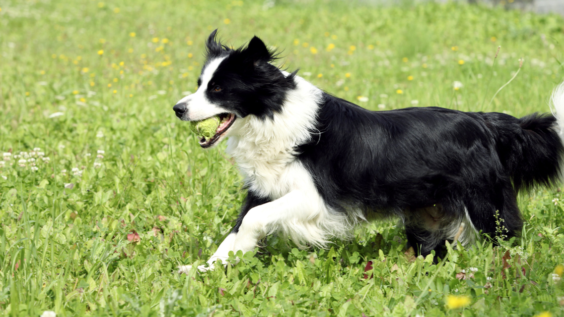 border collie running with ball