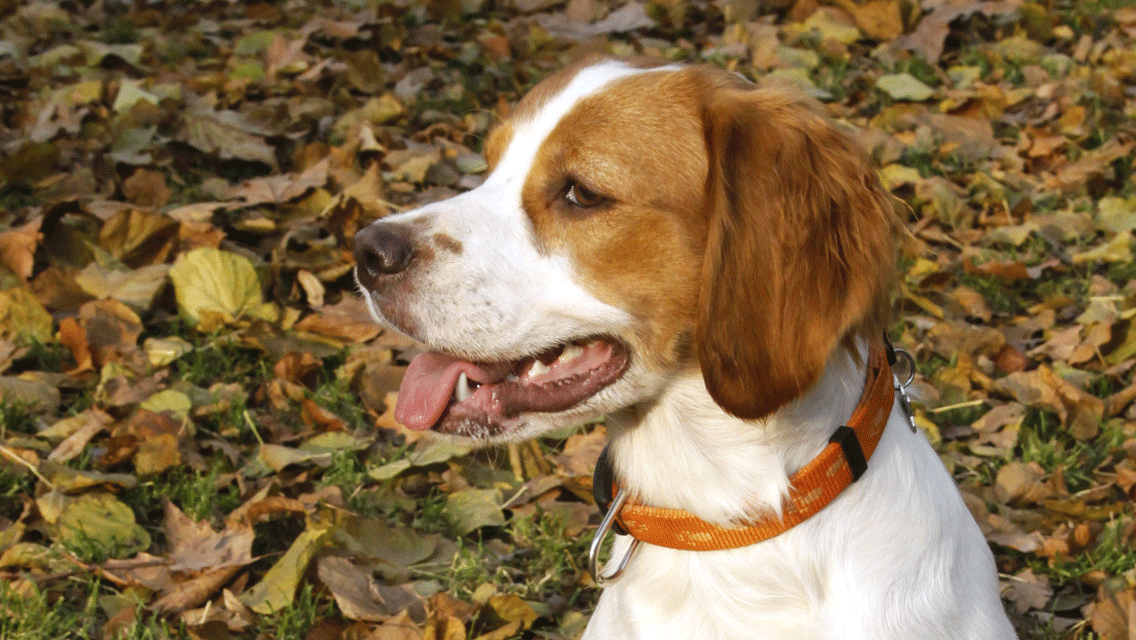 Brittany in leaves