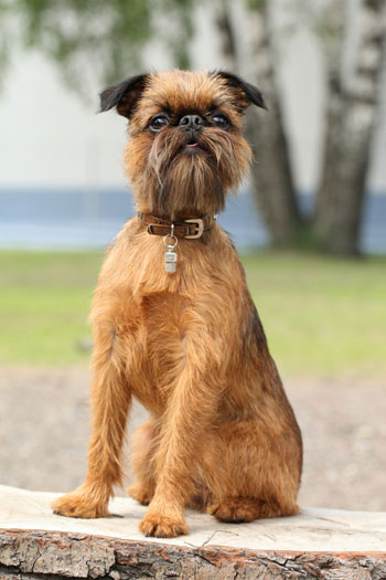 small dog with beard