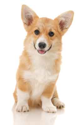 when should a corgis ears stand up