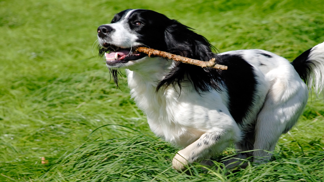 english springer spaniel with stick