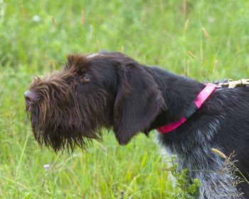 Dog breed best sale with moustache