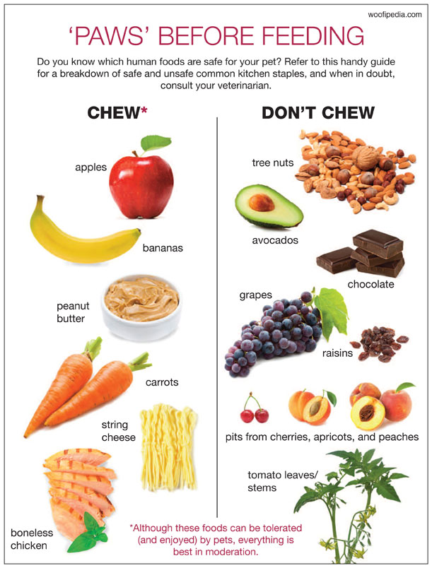 bad food for dogs chart