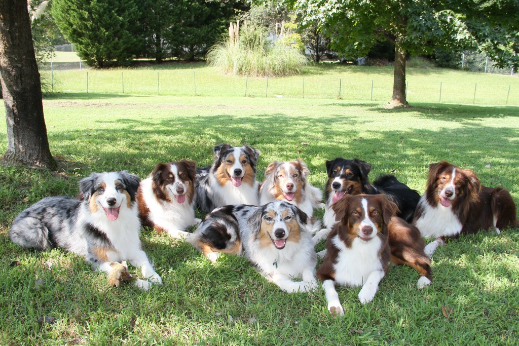 australian shepherd digging