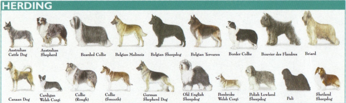 The 7 Dog Breed Groups Explained American Kennel Club
