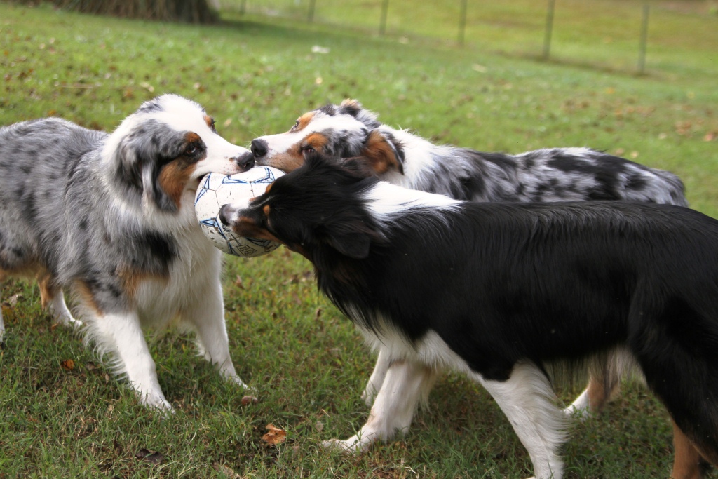 do aussie shepherds shed