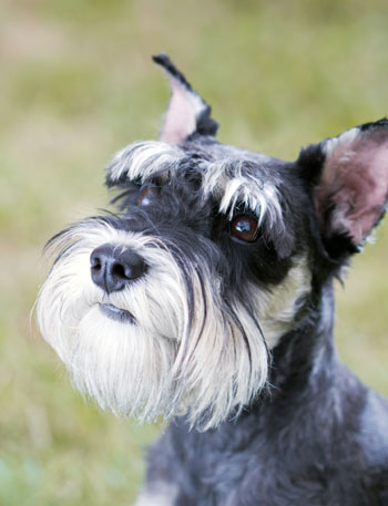 Miniature Schnauzer - dog breeds with beards