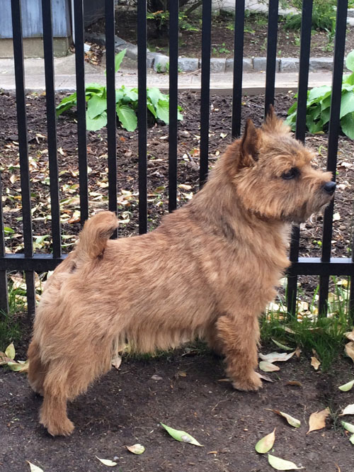 are norfolk terriers cuddly