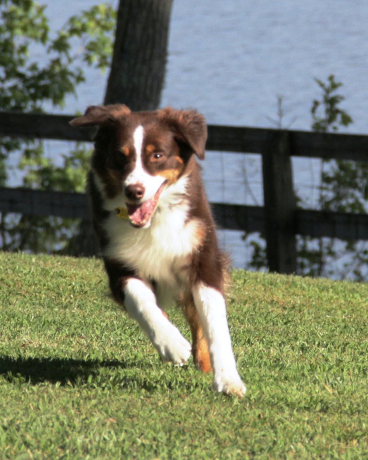 Australian Shepherds: 7 Things Only Aussie Owners Know