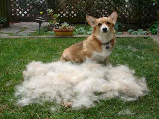 do corgi puppies shed