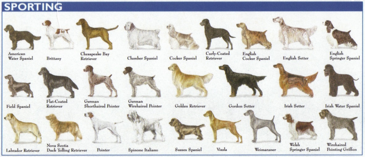 Dog Breed Identification Chart