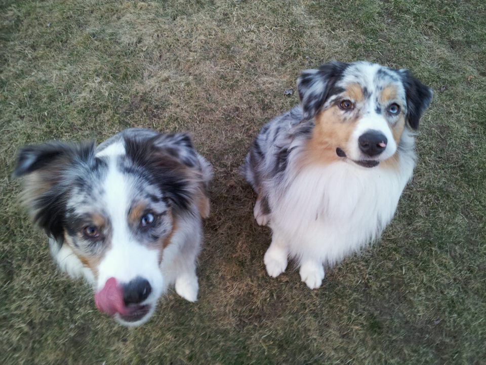 do aussie shepherds shed