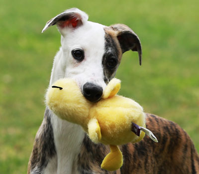 whippet cuddly toy