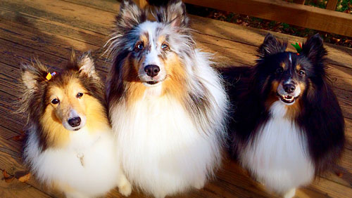 sheltie items