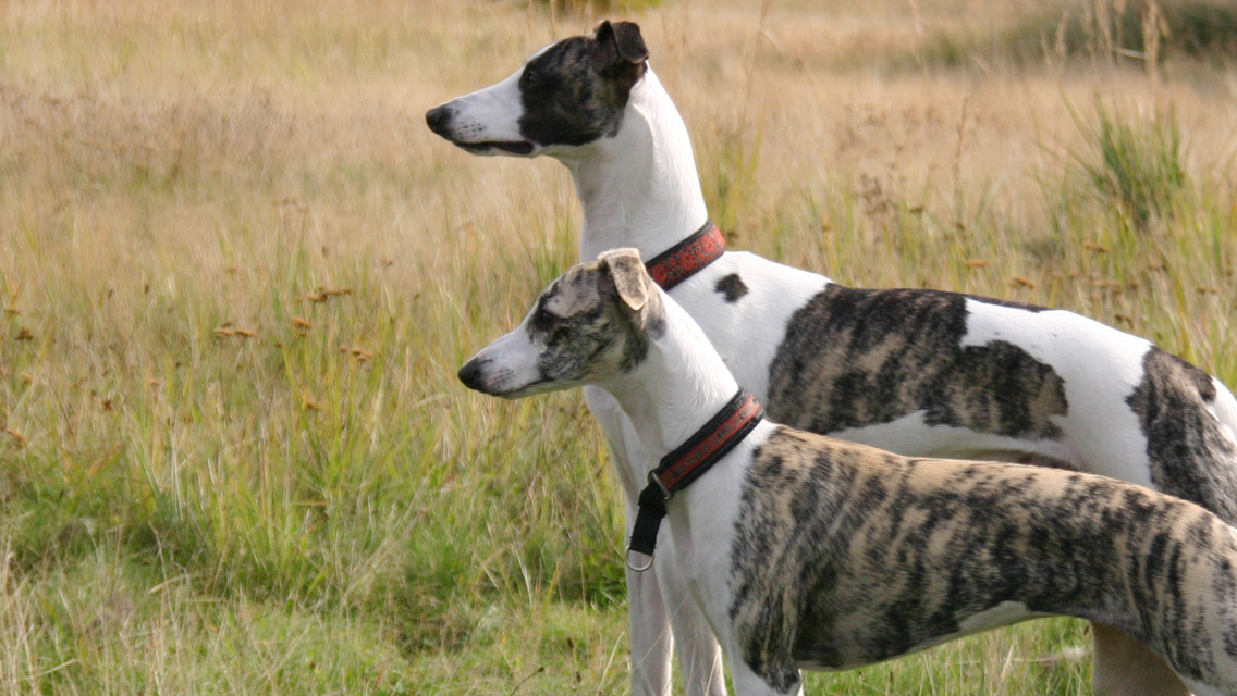 two whippets 