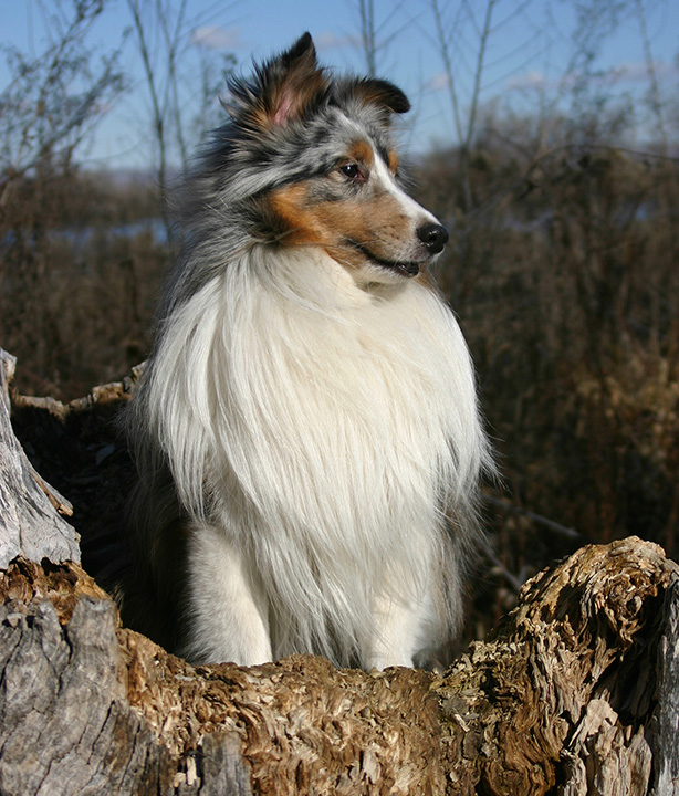 Sheltie in field