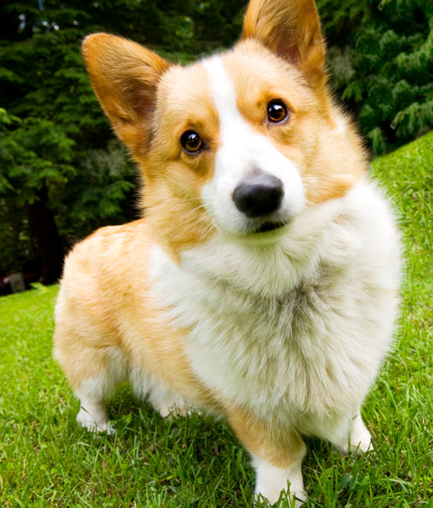 Corgi cute face