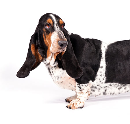 why do bassets have long ears