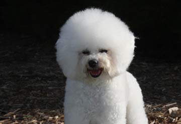 fluffiest dog in the world