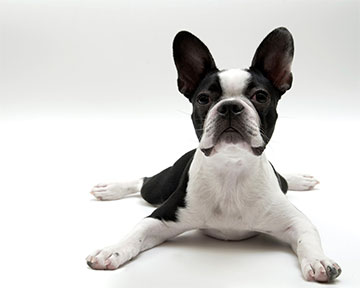 are boston terriers cuddly