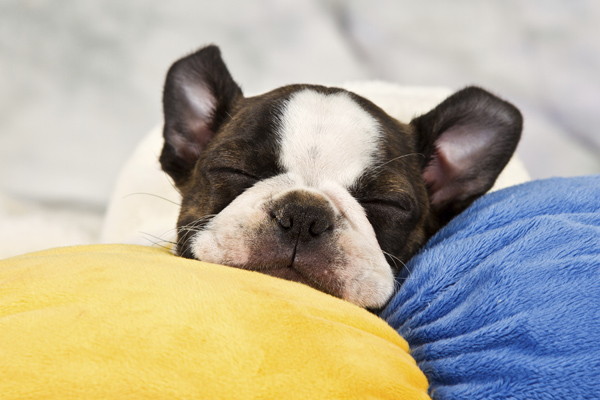 are boston terriers cuddly