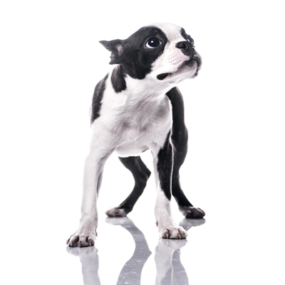 Akc store boston terrier