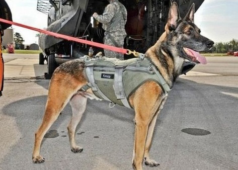 belgian shepherd military dogs