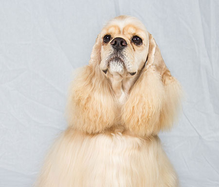 dog with long fluffy ears