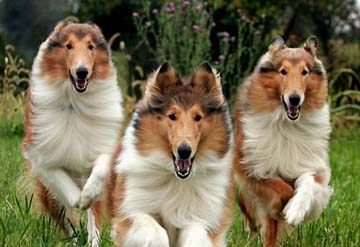 The world's clearance fluffiest dog