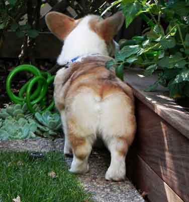 Corgi with tail