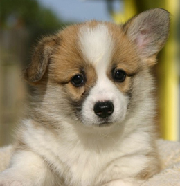 cute and friendly dog breeds