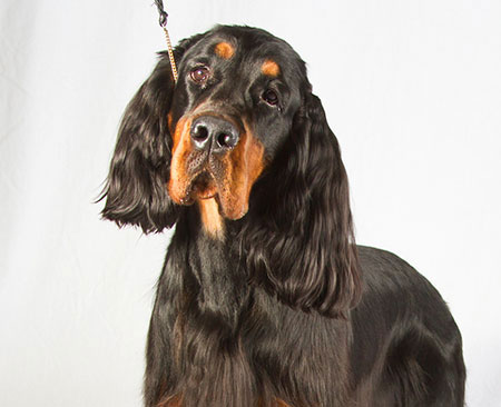 dog with long fluffy ears