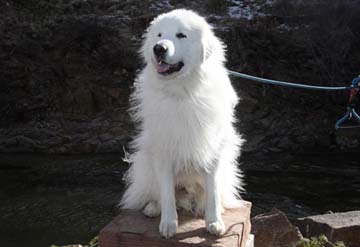 Marshmallow Fluffiest Dog