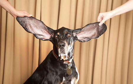 why do dogs have long ears