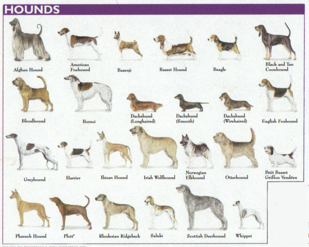 The 7 Dog Breed Groups Explained American Kennel Club