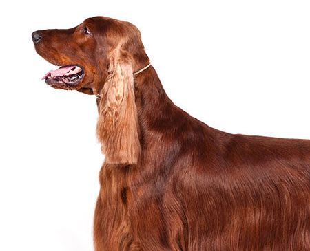 dog with long fluffy ears