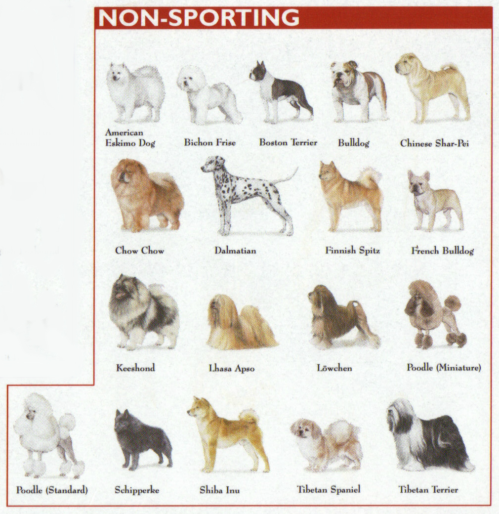 Terrier Breeds Chart