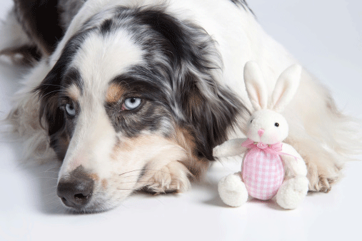 10 Things Only an Australian Shepherd Owner Would Understand – American  Kennel Club