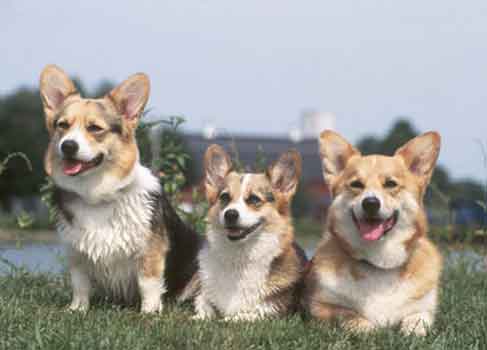 are corgis good mousers