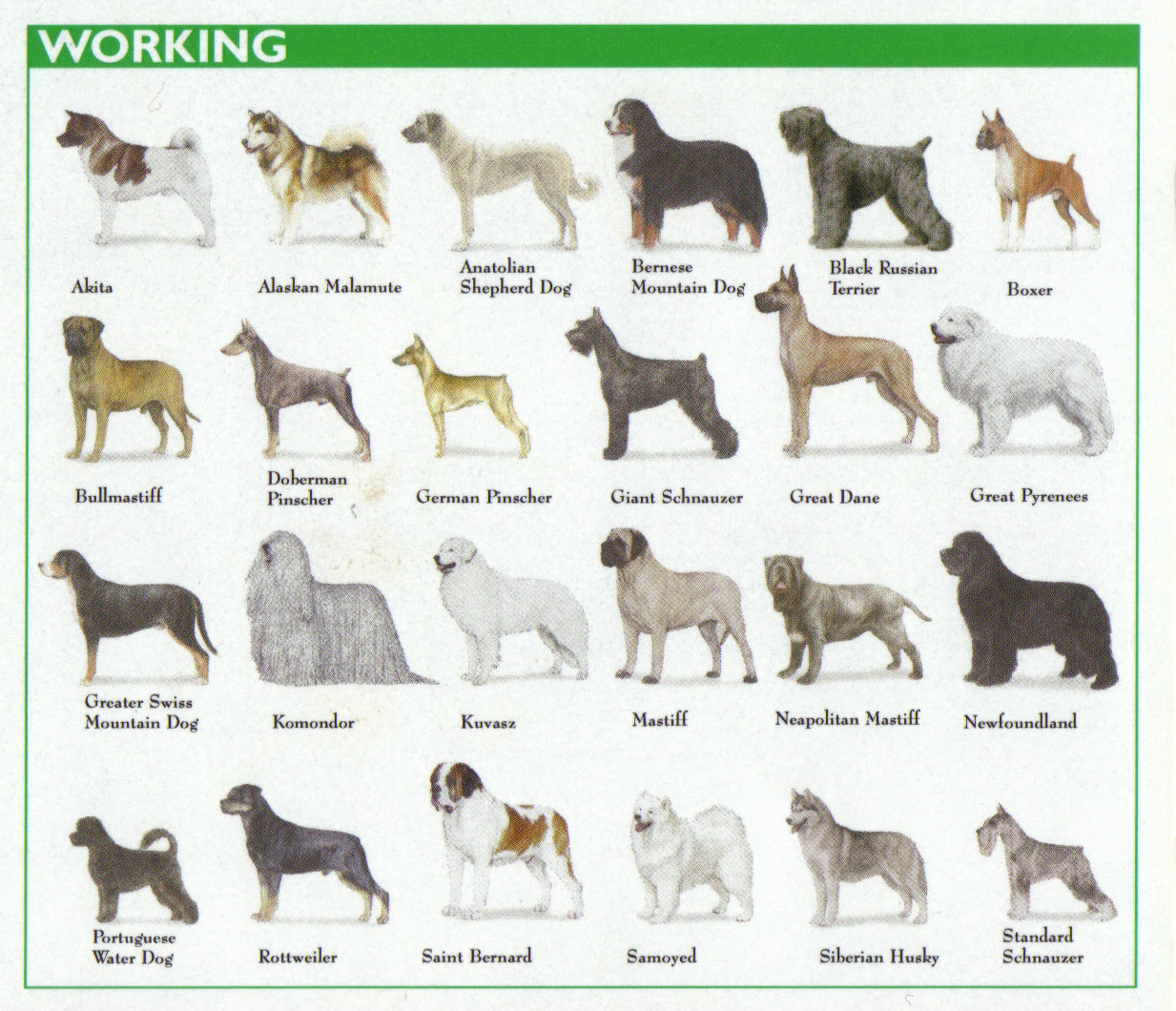 The 7 Dog Breed Groups Explained American Kennel Club